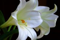 Lilies - a symbol of remembrance