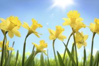 Daffodils - Mothering Sunday